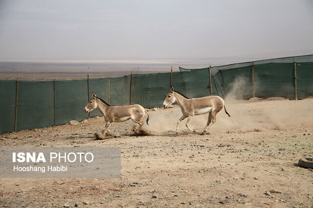 تولد خارج از فصل زایش ۲ کره گور ایرانی در پارک ملی کویر