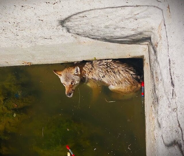 عکس از گرگ سقوط کرده در استخر نجات گرگ خاکستری در مریانج