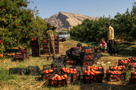 انارستان تنگ سیاب (کوهدشت)