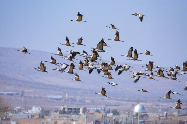 زمستان گرم بین درنای «رویا و امید» فاصله انداخت