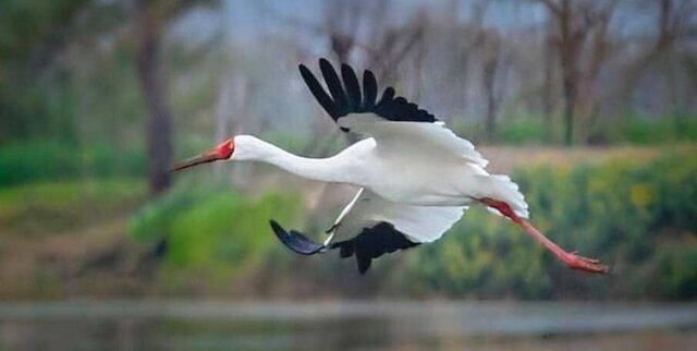 پروازی طنازوار بر فراز تالابهای آذربایجانغربی