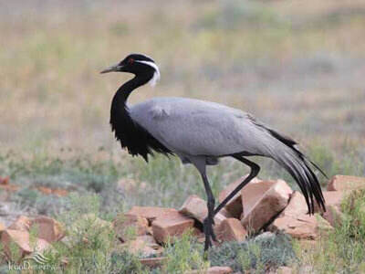 پروازی طنازوار بر فراز تالابهای آذربایجانغربی