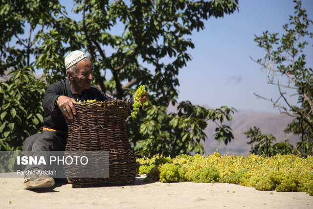 چیدمان مهندسی "کشمش" بر سینه بام خانه باغ های کردستان