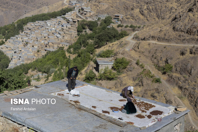 چیدمان مهندسی "کشمش" بر سینه بام خانه باغ های کردستان