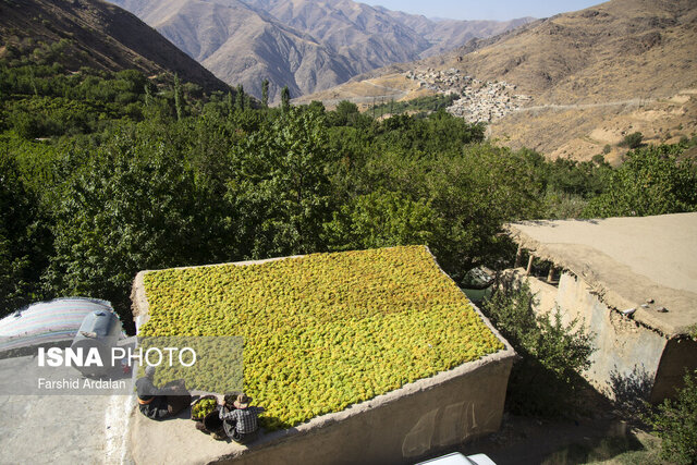 چیدمان مهندسی "کشمش" بر سینه بام خانه باغ های کردستان