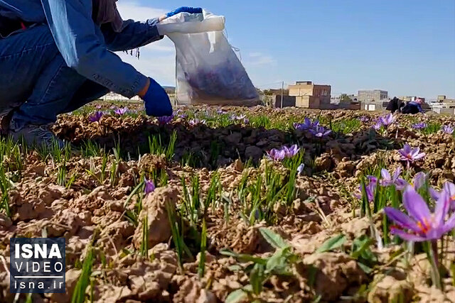 نیمی از زعفران تولیدی به صورت قاچاق از کشور خارج می‌شود