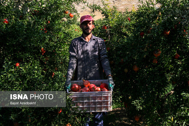 باغ مادری انار در گلستان احداث می‌شود