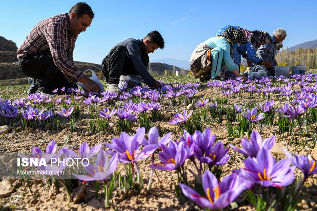 پیش بینی تولید ۲۰۰۰ تن گل زعفران در شهرستان فاروج