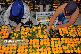 عرضه میوه تنظیم بازاری شب عید آغاز شد؛ ۲۵ تا ۳۰ درصد زیر قیمت بازار