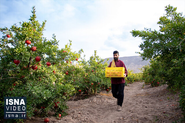 ویدیو/ برداشت یاقوت سرخ از انارستانهای ساوه ویدیو/ برداشت یاقوت سرخ از انارستانهای ساوه