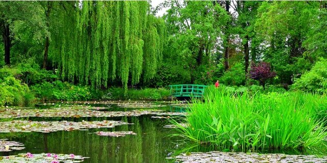 این نیلوفرها پرطرفدارند