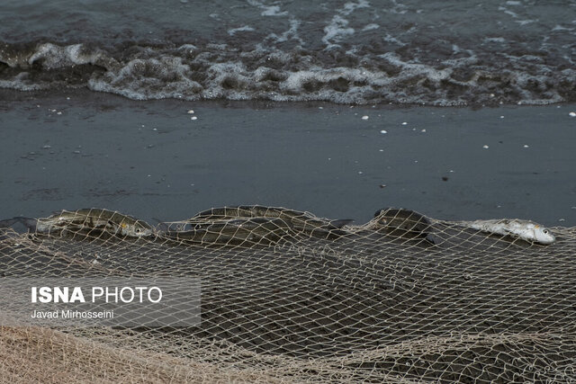 رهاسازی ۱۲۰ میلیون بچه ماهی خاویاری در رودخانههای منتهی به دریای خزر