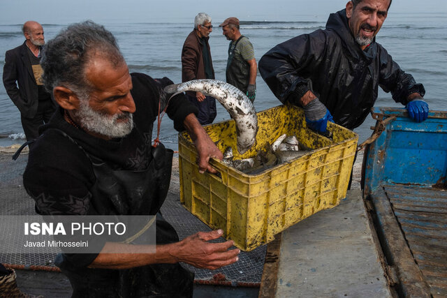 رهاسازی ۱۲۰ میلیون بچه ماهی خاویاری در رودخانه‌های منتهی به دریای خزر