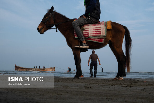 رهاسازی ۱۲۰ میلیون بچه ماهی خاویاری در رودخانههای منتهی به دریای خزر