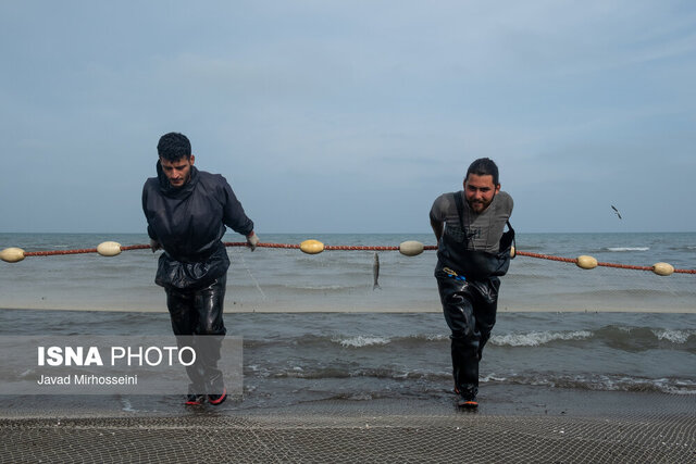 رهاسازی ۱۲۰ میلیون بچه ماهی خاویاری در رودخانههای منتهی به دریای خزر