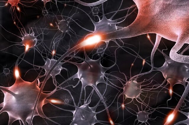 ورزش؛ راهی برای ترمیم اعصاب آسیبدیده و رو به زوال