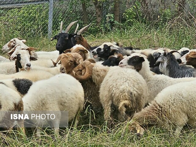 "خیکی پنیر" اطاقور ثبت ملی می شود + تصاویر
