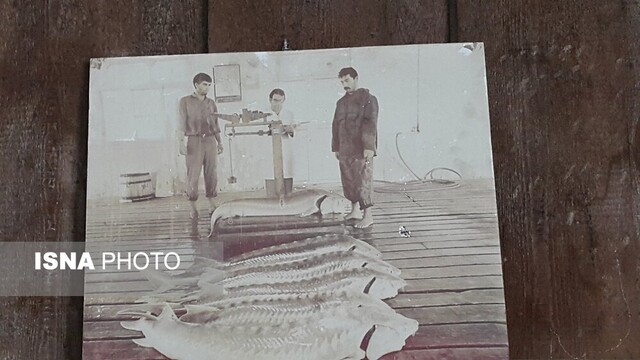 مرگ خاموش "اداره خاویار"؛ گنجینهای که باید به عنوان میراثی ماندگار حفظ شود