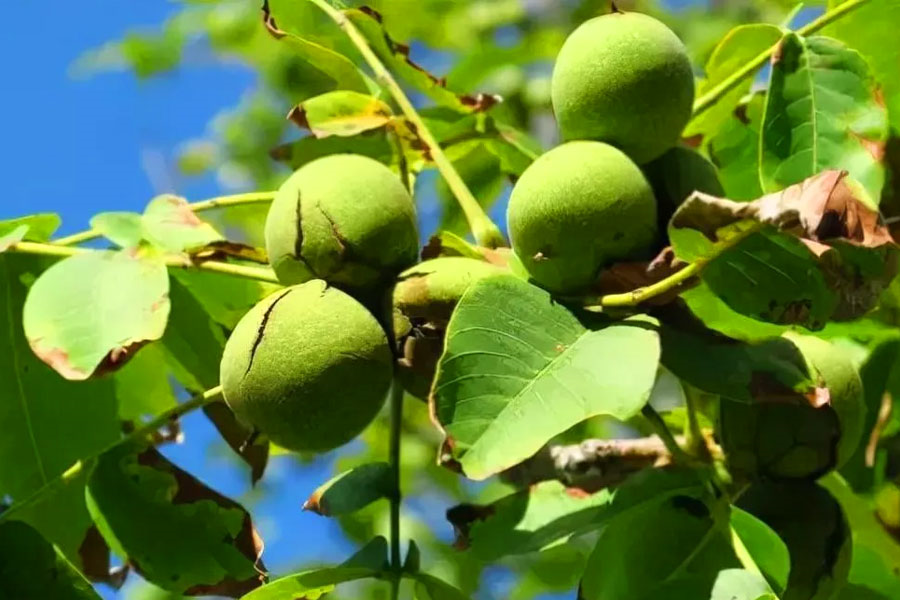 قیمت و مشخصات پرفرورشترینهای ارقام نهال گردو خارجی را بخوانید