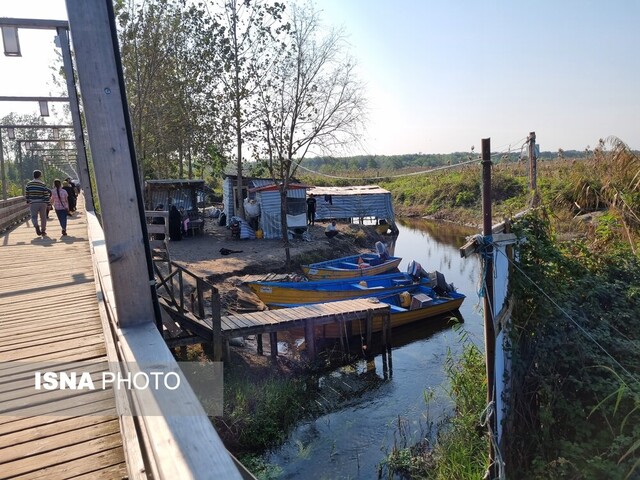 پیادهروی روی تالاب بوجاق با درختانی که از عصر یخبندان جان سالم به در بردهاند