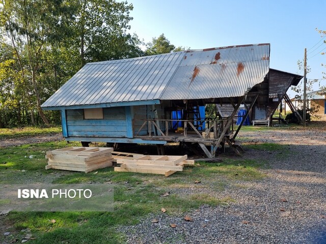 پیادهروی روی تالاب بوجاق با درختانی که از عصر یخبندان جان سالم به در بردهاند