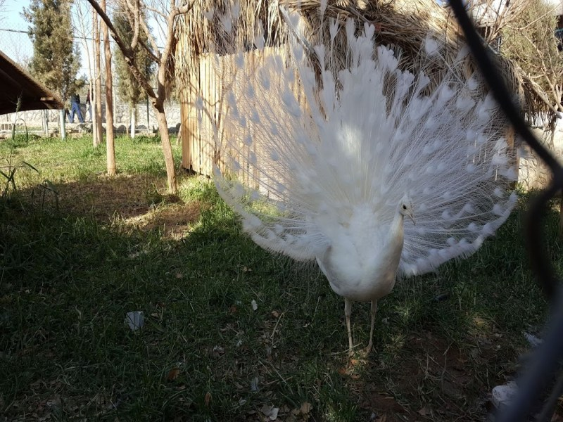 آشنایی با باغ وحش یزد