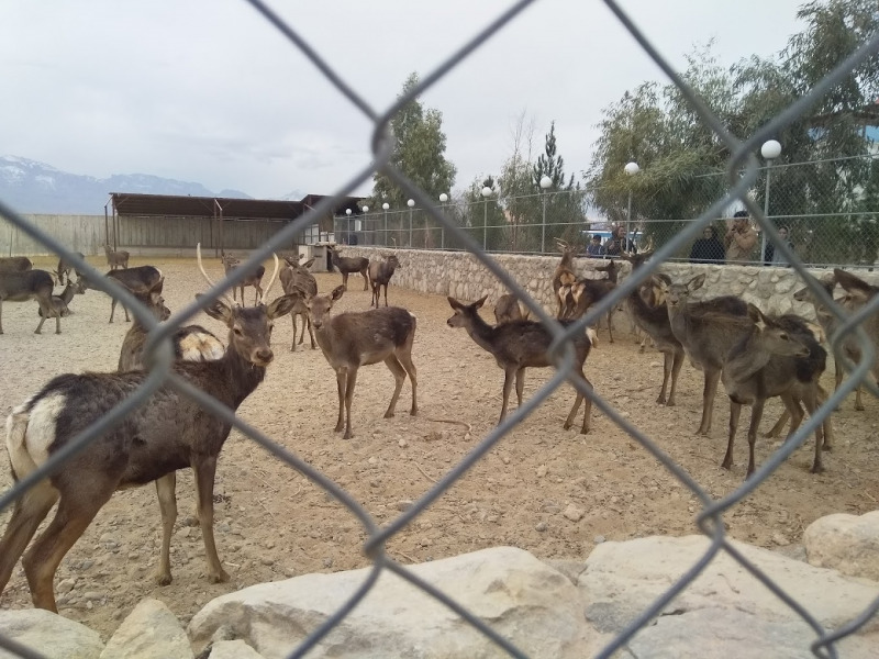 آشنایی با باغ وحش یزد