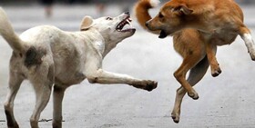 بررسی چالش‌های سگ‌های پرسه‌زن آزاد و راهکارها