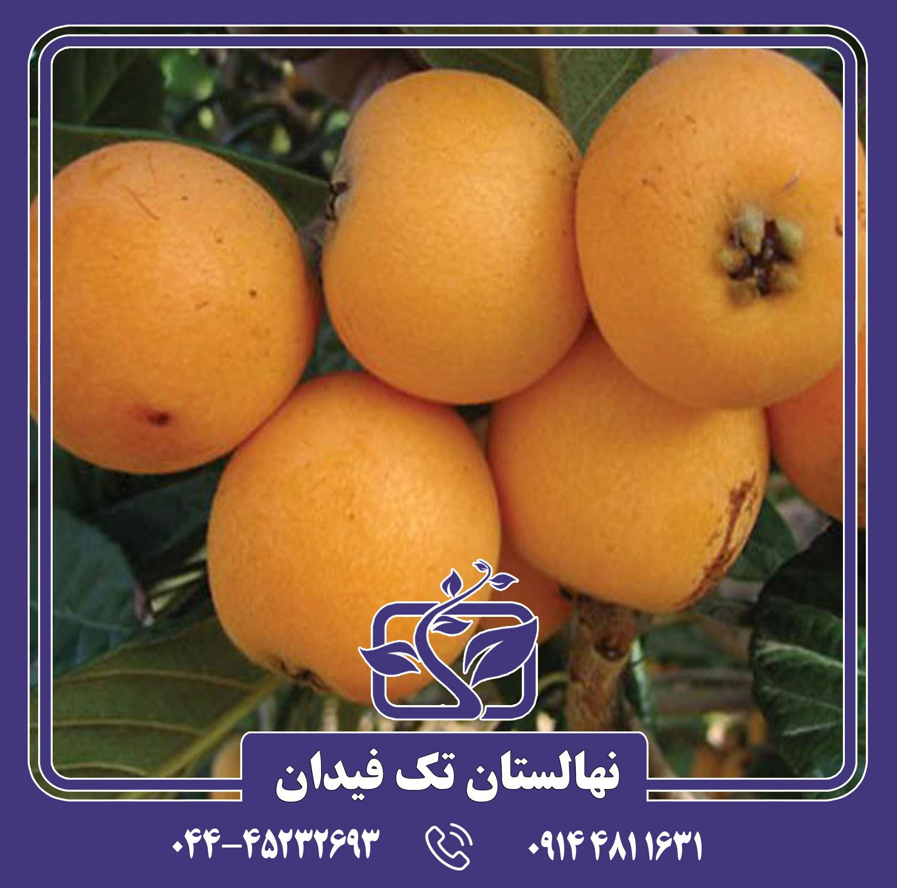 خرید نهال ازگیل از یکی از بهترین نهالستانها برای کاشت