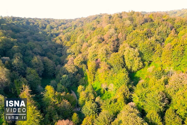 ویدیو/ جنگلی که در همه فصلها زیباست ویدیو/ جنگلی که در همه فصلها زیباست