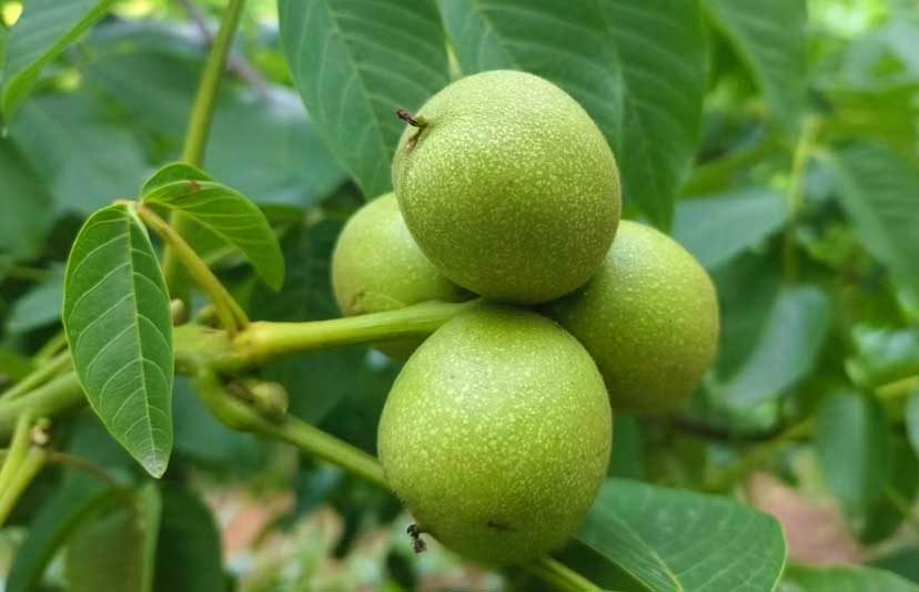 فروش پربارترین نهالهای گردوی سنتی ایران، تویسرکان و دماوند