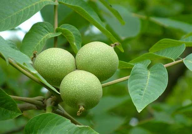 فروش پربارترین نهالهای گردوی سنتی ایران، تویسرکان و دماوند