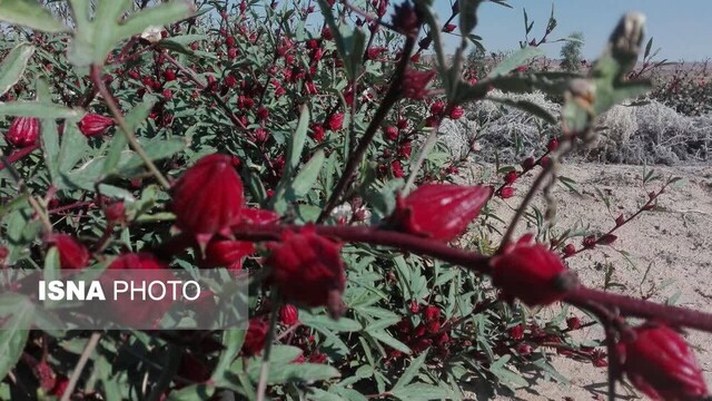 زیباییهای گل چای ترش در مزرعهی گرمسیری جهاددانشگاهی در دهلران