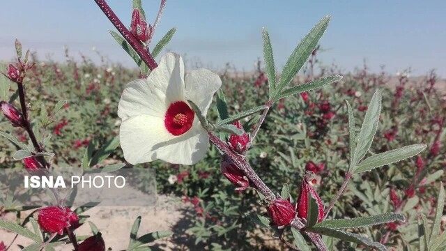 زیباییهای گل چای ترش در مزرعهی گرمسیری جهاددانشگاهی در دهلران