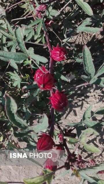 زیباییهای گل چای ترش در مزرعهی گرمسیری جهاددانشگاهی در دهلران