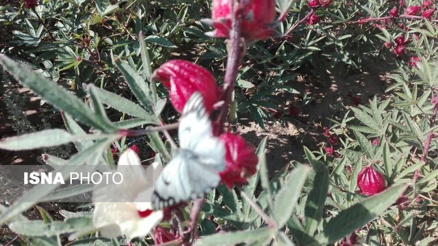 زیباییهای گل چای ترش در مزرعهی گرمسیری جهاددانشگاهی در دهلران