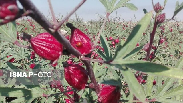 زیباییهای گل چای ترش در مزرعهی گرمسیری جهاددانشگاهی در دهلران