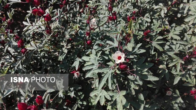 زیبایی‌های گل چای ترش در مزرعه‌ی گرمسیری جهاددانشگاهی در دهلران