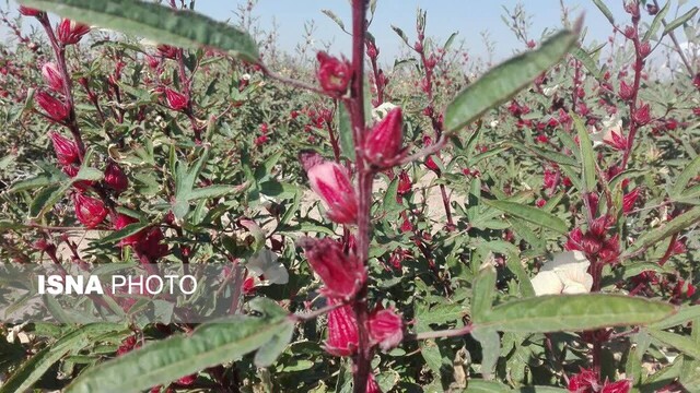 زیباییهای گل چای ترش در مزرعهی گرمسیری جهاددانشگاهی در دهلران