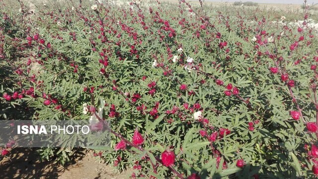 زیباییهای گل چای ترش در مزرعهی گرمسیری جهاددانشگاهی در دهلران