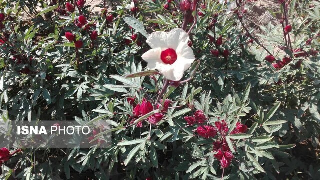 زیباییهای گل چای ترش در مزرعهی گرمسیری جهاددانشگاهی در دهلران