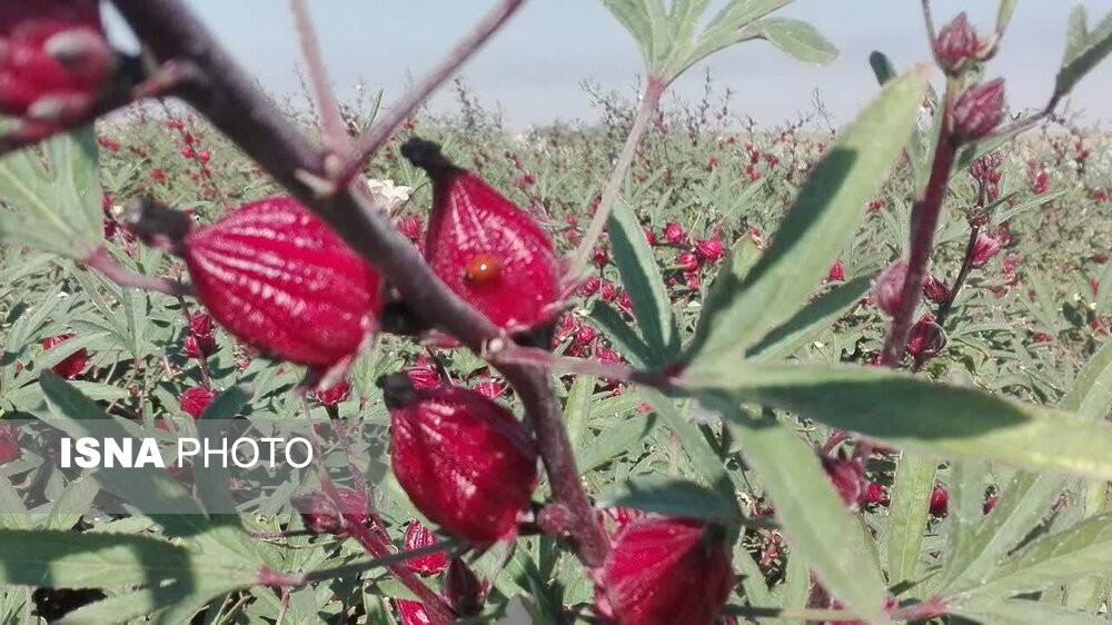 برداشت ۱۰ تن چای ترش در شهرستان خاش - ایسنا
