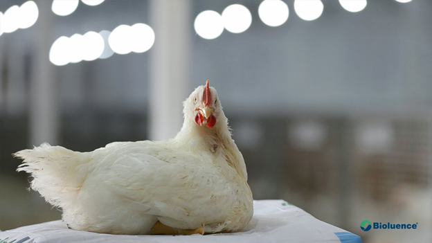 بررسی علمی خوراک طیور با استفاده از آنزیم و پروبیوتیک