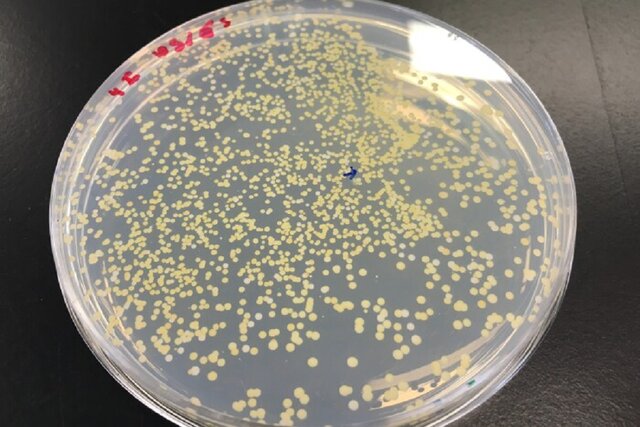 گامی بزرگ در جهت ساخت اولین مخمر مصنوعی جهان برداشته شد گامی بزرگ در جهت ساخت اولین مخمر مصنوعی جهان برداشته شد