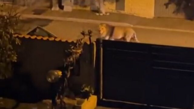 شیر فراری از سیرک در ایتالیا باعث وحشت مردم شد+ فیلم