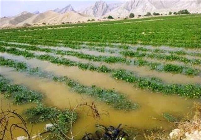 شناسایی ۱۱۰۰ هکتار از اراضی تغییر کاربری غیرمجاز در ارومیه