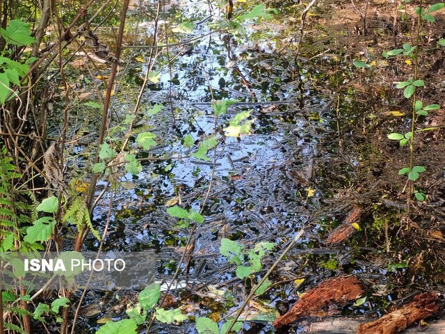 گذر از تونل سبز "صفرابسته"