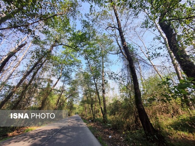 گذر از تونل سبز "صفرابسته"
