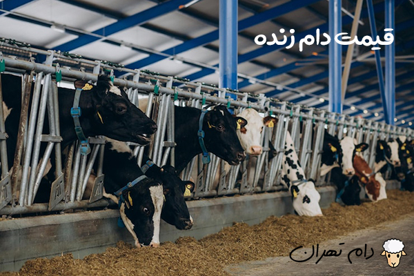 دام تهران یکی از مراکز عرضه دام بهداشتی