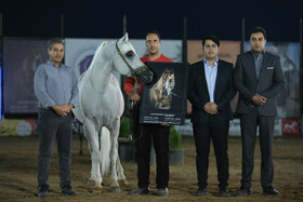 سی و چهارمین دور جشنواره  زیبایی اسب
